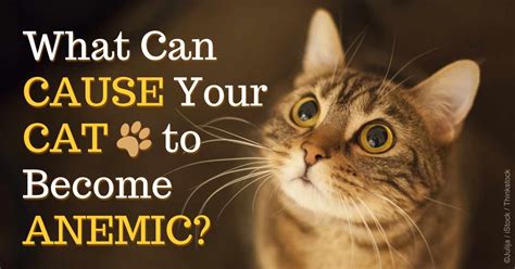 What Causes Anemia Cats